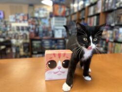 Cat with a board game